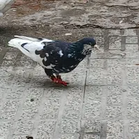 ی جفت کفتر ساده افشون