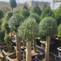 خدمات باغبانی شهرری چهاردونگه