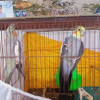 عروس هلندی جفت