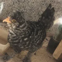 جوجه مرغ بومی پاپر