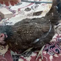 مرغ درجه یک