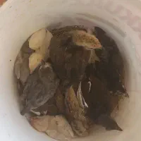 جوجه محلی