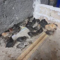 جوجه عربی ۱۴ روزه