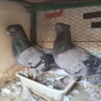 کبوتر نروماده سبز کاکلی پرشی