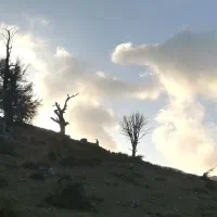 راننده با تجربه برای سفرهای گردشگری هستم