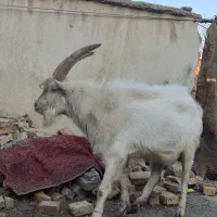 نر بز سفید اصل جنس سانان مفت مفت