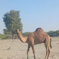 جاسک|حیوانات مزرعه|جاسک, |دیوار