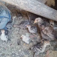 جوجه های بو قلمون روستایی