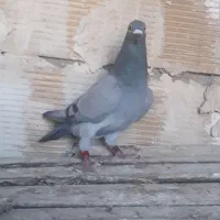 پلاکی پرینت دار