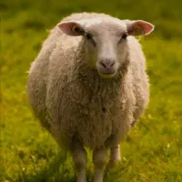 شاخانه ی حیوانداری اسینم قیمت توافقی