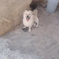 واگذاری پت خانگی