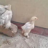 جوجه‌برهما‌‌‌امپراطور‌غول‌پیکر ۲‌ماهه