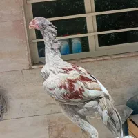 دو عدد جوجه خروس لاری اوشامو تمام عیار