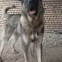 توله پژدر ۱ ساله