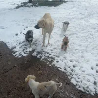 سگ‌ماده‌همراه‌باپنج‌توله3نرودوماده‌واگذار