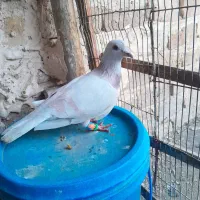 دوتا نر عطیقه