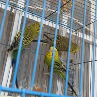 مرغ عشق زیبا و سر حال