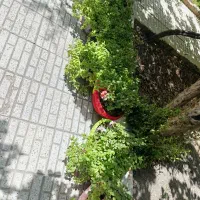 گل شمعدونی گل ناز