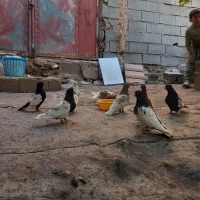 کبوتر