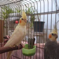 عروس هلندی مولد جوان