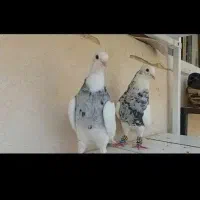کفتر طوقی