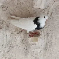 کفتر