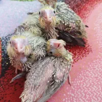 جوجه عروس هلندی سرلاکی مرواریدی