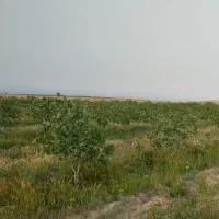 باغ پسته
