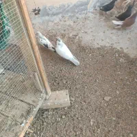 جفت نرماده دهن خورده کله ای پرشی ساعتی