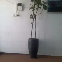 درخت فیکوس لیرتا