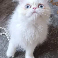 گربه پرشین با وسایل کامل