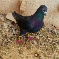 سیاع دم سفید  پلاکی
