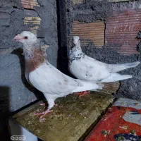 چندتا کفتر خوشکل لوک