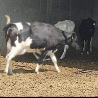 عرضه انواع گوساله گاو گوشتی و داشتی