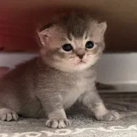 گربه اسکاتیش بریتیش