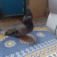 سبزبازی کن