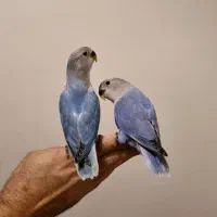 ۵ تا جوجه طوطی برزیلی دستی