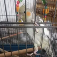 عروس هلندی نر