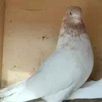 کبوتر ماده