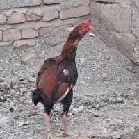 خروس لاری