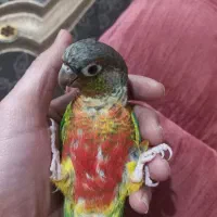 گرینچیک با هوش و بانمک