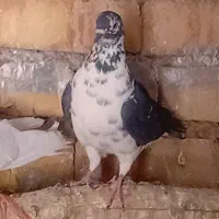 کفتر