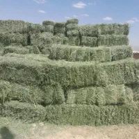 فروش یونجه ساقه کوتاه