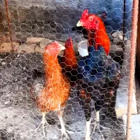 فروش مرغ لاری با ۲عددجوجه