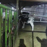 فروش سه راس گاو شیری با یک گوساله ماده