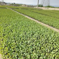 پایه بادامی زرندنهال پسته
