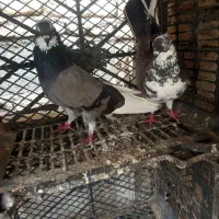 کبوتر پرشی