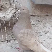 قهوه‌ای دم سفید کاکل پیشونی نر