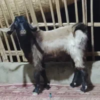 سلام.تروشت.معاوضه.با.موتور
