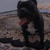 امریکن بولی